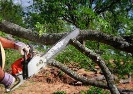 How Our Tree Care Process Works  in  Luverne, MN