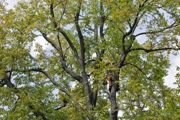 Tree and Shrub Care in Luverne, MN